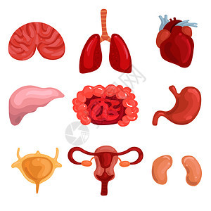 人体内脏肺脑肝子宫肠气孔心肾分离矢量图人类内脏装置图片