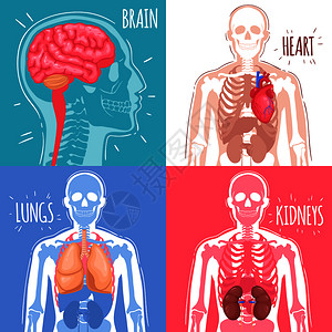 人体内脏器官与脑心肺肾骨骼结构分离矢量图人体内脏图片
