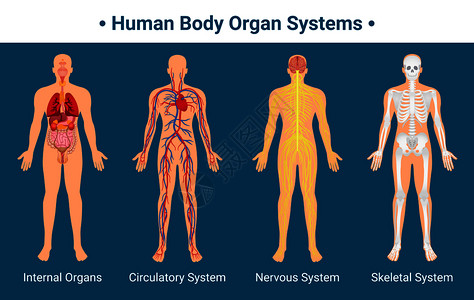 人体内脏循环神经骨骼系统解剖学生理学平教育海报矢量图人体器官系统海报背景图片