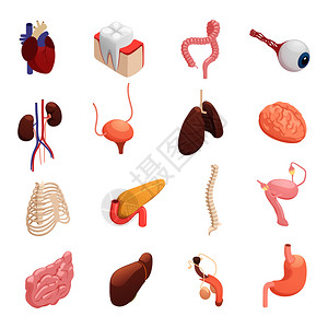人体器官解剖等距图标收集与心肝肺脑胃膀胱肠分离矢量图人体器官等距图标图片