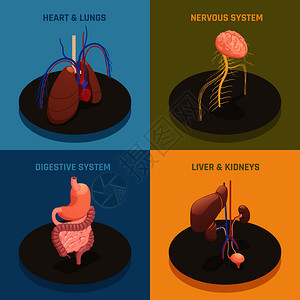 人体内脏解剖4等距图标与心肺肝肾系统分离矢量图人体器官等距图片