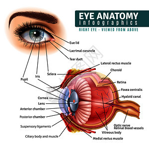 人眼解剖信息与外部视图器官内部结构的白色背景现实矢量插图现实的眼睛解剖信息图图片