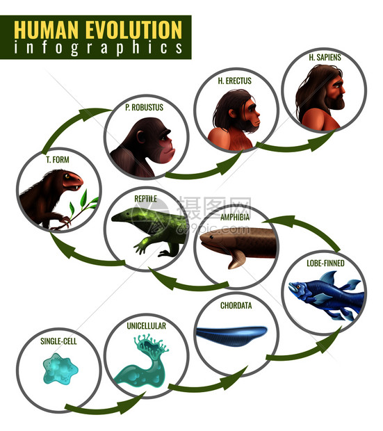 人类进化信息与发育阶段单细胞智人白色背景矢量插图人类进化信息图图片
