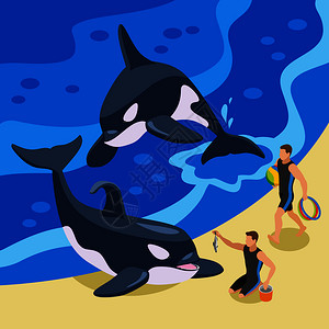 海洋马戏等距背景与动物Tamers护理训练虎鲸矢量插图海上马戏等距背景图片