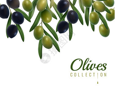 绿色黑色光泽橄榄的真实枝条,叶子白色背景矢量图上现实的橄榄背景图片