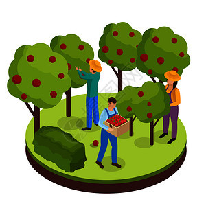 普通农民生活等距背景成与三名绿地工作者收集水果周围的树木矢量插图果实采收等距成自然的高清图片素材