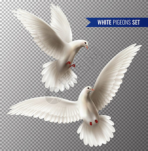 白色鸽子透明与平符号现实孤立矢量插图白色鸽子套图片
