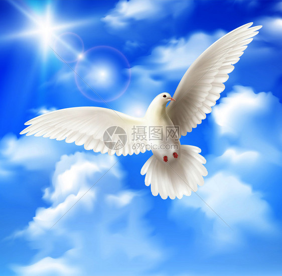 白色鸽子背景与天空太阳云的现实矢量插图白色鸽子背景图片