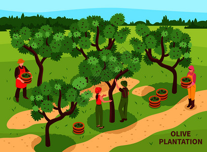 橄榄园收获与农民手工采摘水果,用于传统生产原始油等距矢量插图橄榄收获等距海报图片