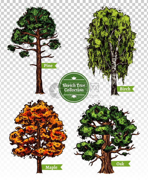 彩色素描树集四棵五颜六色的落叶素描树,用枫树橡树桦树松树隔离透明的背景涂鸦矢量插图上图片