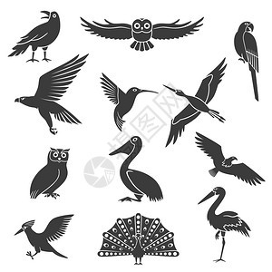 风格化的鸟类剪影黑色图标风格化的野生异国情调的鸟类剪影黑色图标收集与鹈鹕翱翔的鹰孔雀矢量插图背景图片