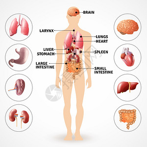 人体解剖器官医学海报描绘人体解剖内脏光背景平矢量插图背景图片