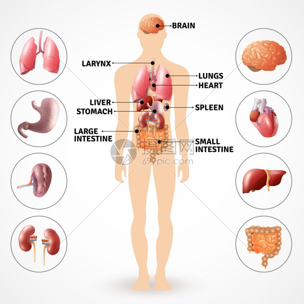 人体解剖器官医学海报描绘人体解剖内脏光背景平矢量插图图片