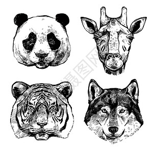 手绘动物肖像黑白手绘动物肖像熊猫长颈鹿老虎狼孤立矢量插图图片