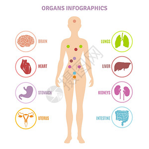 人体解剖器官信息图人体解剖内脏女轮廓信息平矢量图上图片