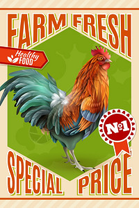 公鸡农场销售提供老式海报健康机家禽肉类销售公鸡养殖场市场价格提供经典的老式海报矢量插图图片