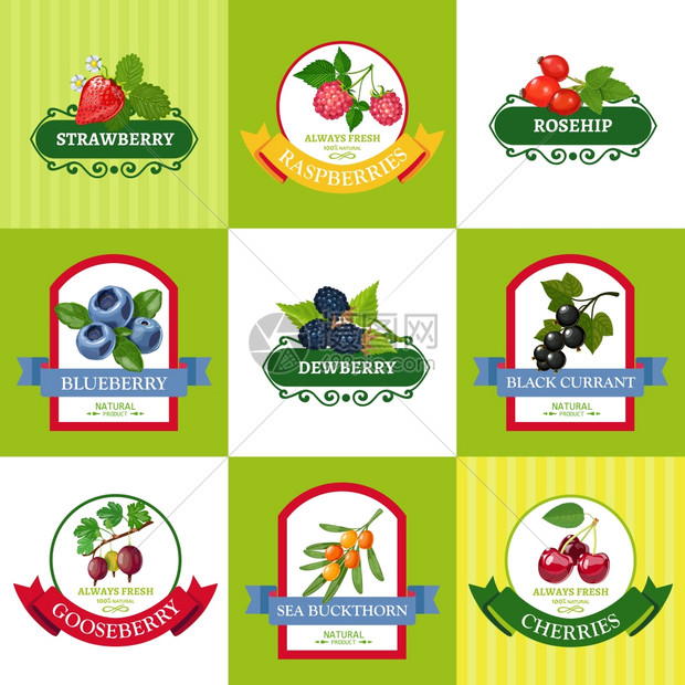 新鲜浆果标签平图标野生机种植浆果新鲜浆果标签平图标收集健康饮食分离矢量插图图片