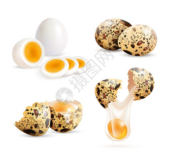现实的鹌鹑蛋集鹌鹑蛋分离出完整的鸡蛋破裂的蛋壳碎片的真实图像,用煮鸡蛋切片矢量插图图片