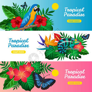热带水平横幅套三个彩色热带水平横幅热带天堂的描述,并阅读更多的按钮矢量插图图片