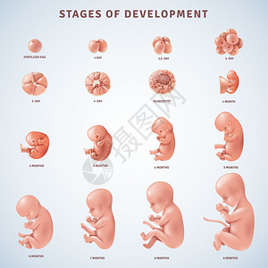 分期人类胚胎发育装饰图标人类胚胎发育的阶段,并几个月内澄清现实的矢量插图图片