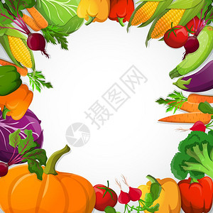 蔬菜装饰框架蔬菜装饰框架与南瓜辣椒玉米花椰菜甜菜胡萝卜番茄卷心菜白色背景矢量插图图片
