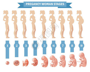 怀孕妇女阶段矢量插图妊娠妇女分期矢量插图与平轮廓孕妇现实的人类胚胎发育图标图片