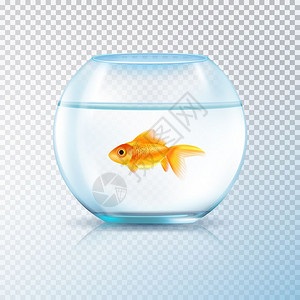 金色鱼缸逼真透明圆墙水箱碗水族馆与单金鱼现实图像上透明的背景矢量插图图片
