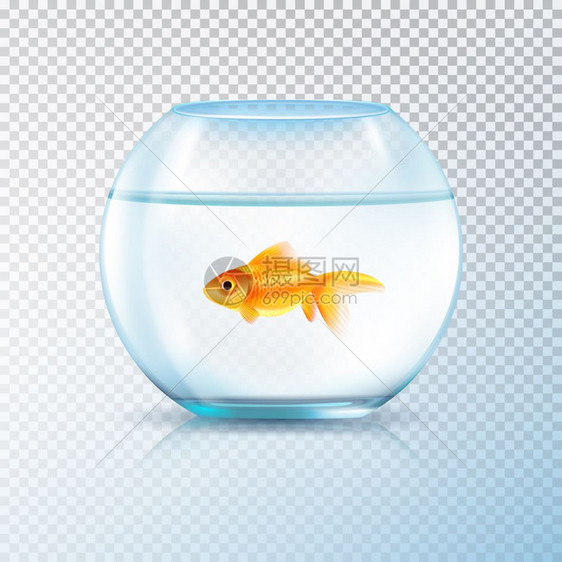 金色鱼缸逼真透明圆墙水箱碗水族馆与单金鱼现实图像上透明的背景矢量插图图片