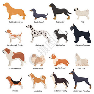 配置文件狗图标彩色轮廓狗图标与黄金猎犬,比格,杰克罗素猎犬其他品种的矢量插图图片