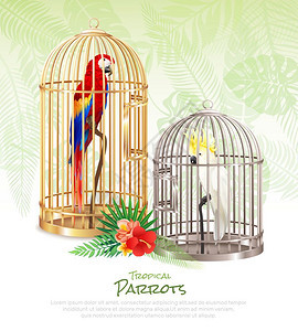 鸟类市场海报背景鸟类市场鹦鹉海报与现实的图片稀鸟类繁琐的笼子与可编辑的文本矢量插图图片