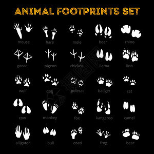 动物轨道黑色背景白色轨道的同动物,宠物鸟类分离黑色背景平矢量插图图片