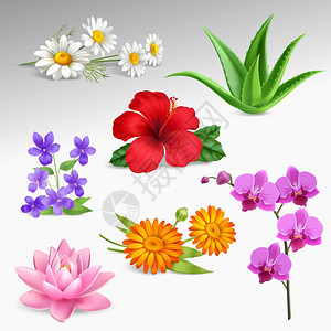 花卉植物现实图标收集多汁热带花园植物与温室兰花森林紫罗兰,洋甘菊花梯度灰色背景现实矢量插图图片