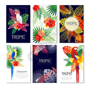 热带卡收集热带鹦鹉卡片套六张垂直海报与树叶,鸟类装饰艺术作品与文本矢量插图图片