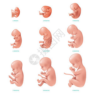 人类胎儿图标集中彩色人胎儿怀孕周周的发展矢量插图背景图片