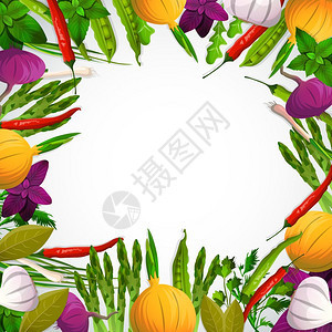 蔬菜香料背景蔬菜香料装饰框架与洋葱,大蒜,豆,辣椒,罗勒,阿鲁古拉白色背景矢量插图图片