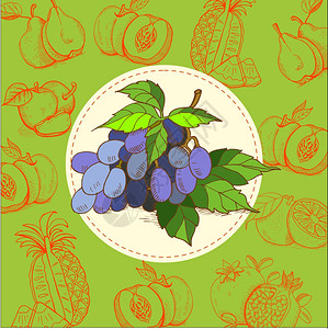 葡萄,蓝色葡萄葡萄汁水果矢量插图水果手绘的手绘矢量插图图片
