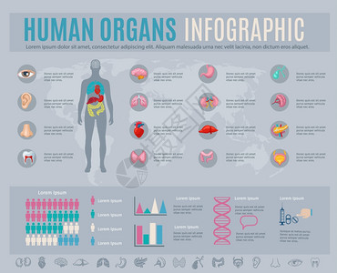 人体器官信息图集,内部身体部位符号图表矢量插图人体器官信息图集科学高清图片素材