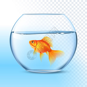 金鱼水碗中的真实形象单条金鱼透明圆形璃碗水族馆真实图像打印矢量插图图片