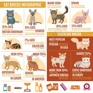 猫信息集猫信息异国情调的品种图标宠物护理元素矢量插图图片