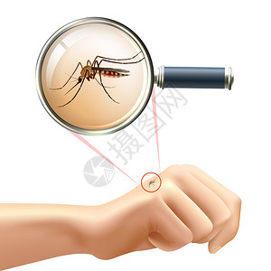 蚊子手放大镜变焦矢量插图中,用人的手蚊子进行真实的构图图片