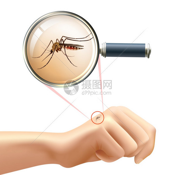 蚊子手放大镜变焦矢量插图中,用人的手蚊子进行真实的构图图片