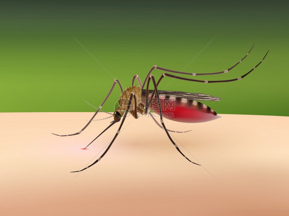 蚊子吸血人体矢量插图上真实的三维蚊子吸血图片