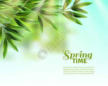 春天留下背景橄榄树的枝条与绿叶春天的阳光下蓝天背景下平矢量插图图片