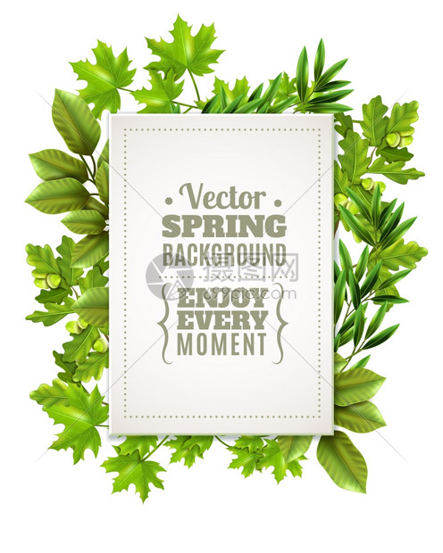 带弹簧叶的装饰框架装饰绿色框架与春天的叶子落叶树的枝条白色矩形与文字前景矢量插图图片