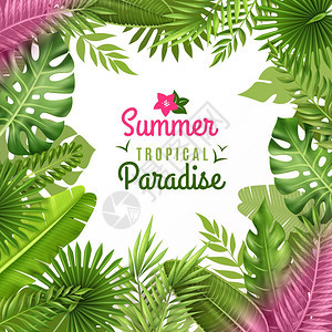 热带树叶装饰背景框架夏季热带天堂装饰框架背景装饰与丰富的雨林植物树叶成矢量插图图片