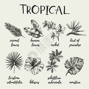 手绘复古素描热带植物套矢量插图图片