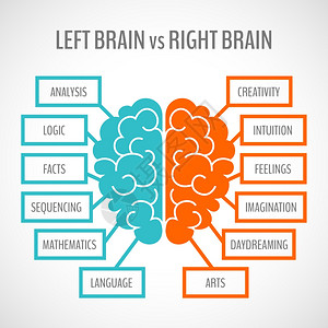 大脑左分析右创造半球信息集矢量插图图片