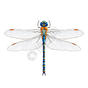 昆虫写实蜻蜓孤立白色背景矢量插图上图片