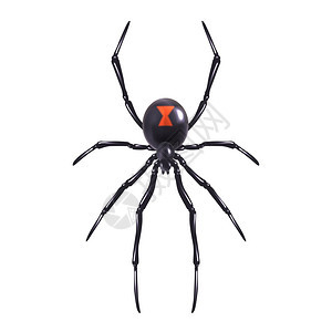 昆虫写实蜘蛛分离白色背景矢量插图图片