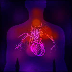 医学背景与人体躯干心脏摄影照片矢量图图片